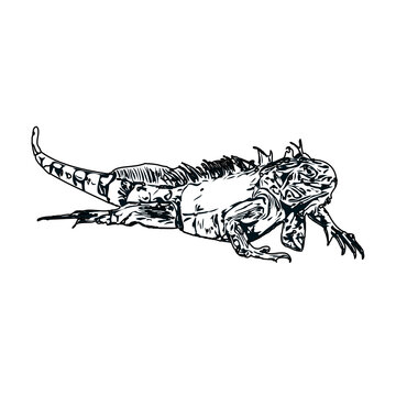  black and white sketch of iguana with transparent background