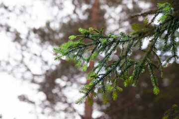 Selective blur on branches of tall pine trees, some christmass fir tree with a focus on their pine needles taken in Serbia. it's a coniferus from Europe.