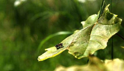 oak leaf