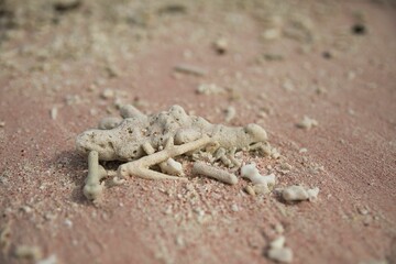 Close-up of a coral at Pink Beach with pink sand in Komodo National Park on Flores, in the background diffusely even more corals.