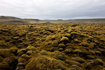 mossy landscape in iceland