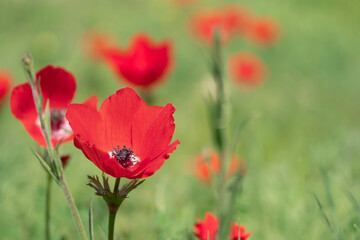 Fototapeta premium Beautiful flower of red anemona on the spring meadow