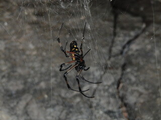 spider on the web