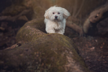 Süßer Hund
