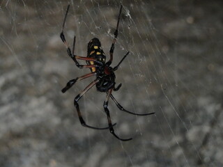 spider on the web