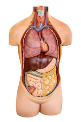 Anatomy model with organs displayed