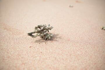 Closeup of a coral at Pink Beach with pink sand in Komodo National Park on Flores.