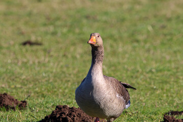 A beautiful portrait shot of a Goose looking and hunting for food in a field.