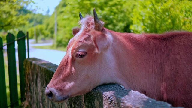 A red cow walks across an ancient stone bridge