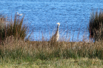 A wild Heron bird that has landed in a field near a lake.