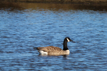 Fototapeta premium A stunning animal portrait of a Canadian Goose on a lake, water can be seen spraying from the bird.