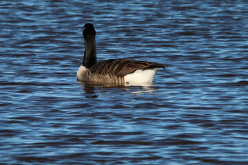 Fototapeta premium A stunning animal portrait of a Canadian Goose on a lake, water can be seen spraying from the bird.