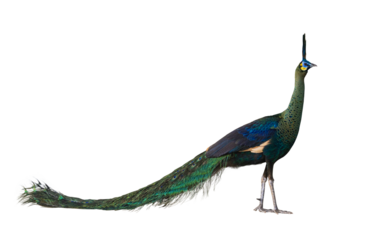 Green peafowl male or Indonesian fowl isolated on transparent background the national holy bird of Myanmar from side angle view with colorful vibrant feather color