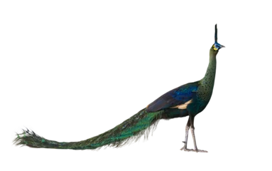 Keuken spatwand met foto Green peafowl male or Indonesian fowl isolated on transparent background the national holy bird of Myanmar from side angle view with colorful vibrant feather color © Akarawut