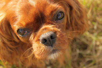 cavalier king charles spaniel