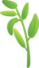 Obraz premium Organic sage icon cartoon vector. Leaf plant. Aroma herb