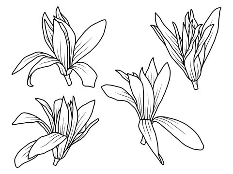 Hand drawn flower sketch line art illustration set