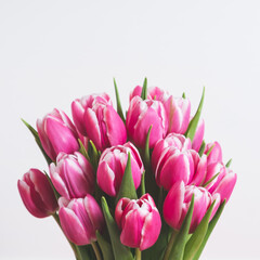 Beautiful bunch of fresh tulips in full bloom against white background. Negative space for text. Spring flowers.