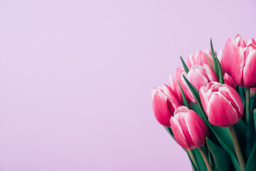 Beautiful bunch of fresh tulips in full bloom on pastel purple background, close up. Copy space for text. Spring flowers.