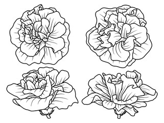 Hand drawn flower sketch line art illustration set