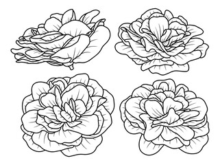 Hand drawn flower sketch line art illustration set