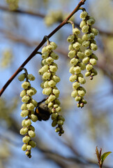Blühender Perlschweif