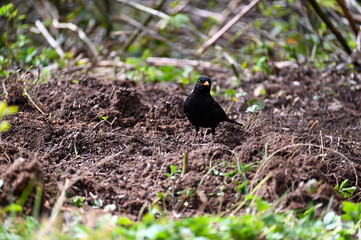 A blackbird in a meadow