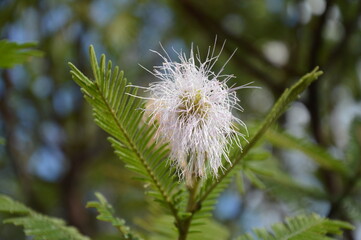 dandelion seed head