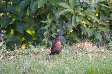 A blackbird in a meadow
