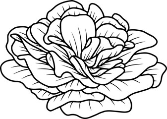 Rose flower sketch line art illustration
