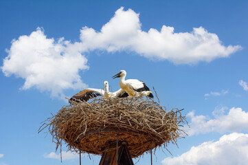 Storks in Nest,Village of Rust,Neusiedler See,Burgenland,Austria