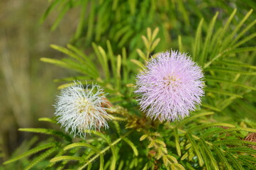 flower of a dandelion