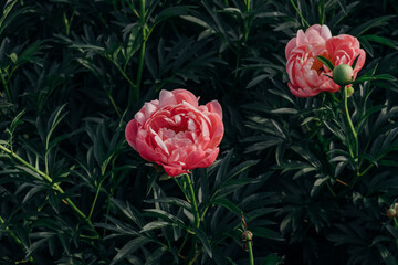 Beautiful fresh coral pink peony flowers in full bloom in the garden, close up. Summer natural...