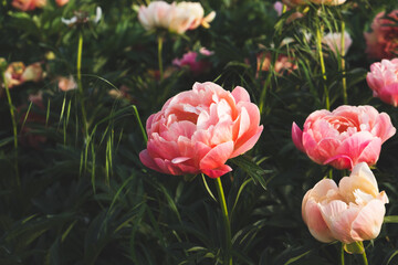 Beautiful fresh coral pink peony flowers in full bloom in the garden, close up. Summer natural flowery background.