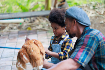 African amercan family have father mother and son. Father teaching son how to raise laying hens.