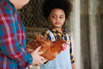 African amercan family have father mother and son. Mother teaching son how to raise laying hens.