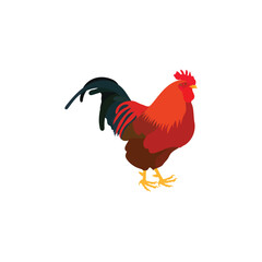 A healthy chicken-Vector Art work