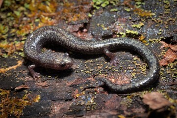 Southern Ravine salamander with gold speckled flecking pattern macro portrait 