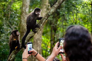 mono siendo fotografiado por camaras de telefonos