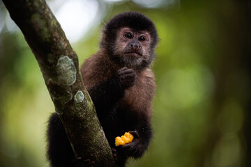 mono comiendo fruta en su habita natural