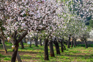 Blossoming almond trees in Majorca, Mallorca, Balearic Islands, Spain, Europe