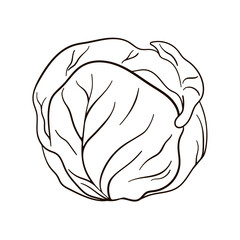 Cabbage linear icon. Vector icon of cabbage in line art style.
