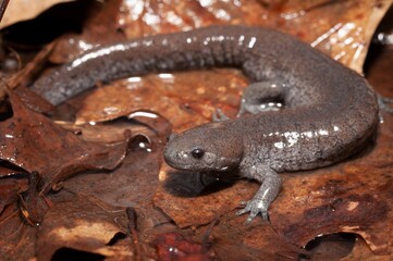 Streamside salamander macro portrait on leaf 