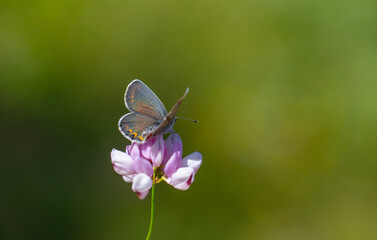 blue butterfly on pink flower, Reverdin-s blue, Plebejus argyrognomon