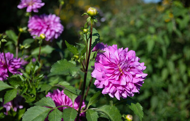 pink dahlia flower in a english garden