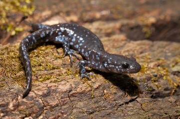 Unisexual ambystoma Jefferson salamander with blue spots field guide macro portrait  - obrazy, fototapety, plakaty