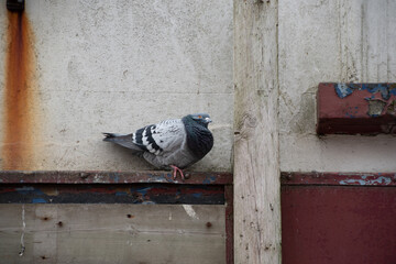Pigeon  roosting  on a  derelict  building 