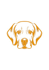 Portrait of a dog, Labrador breed. Labrador puppy muzzle
