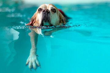 Dog in swimming pool. Hydrotherapy. Senior dog