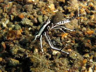 Crab from Batangas in Philippines.